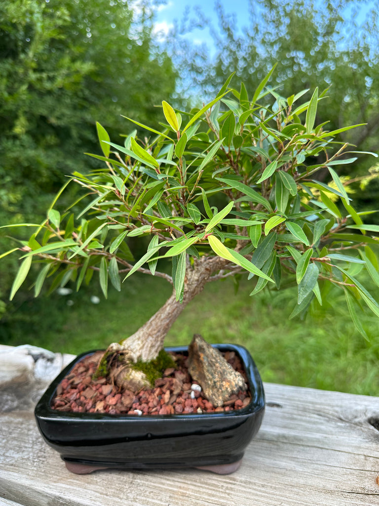 willow bonsai trees Ficus Nerifolia (Willow Leaf) Bonsai – Allshapes Bonsai