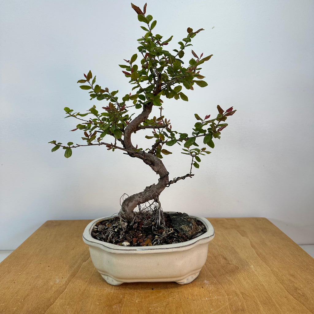 Chinese Sweet Plum (sageretia theezans) Bonsai – Allshapes Bonsai