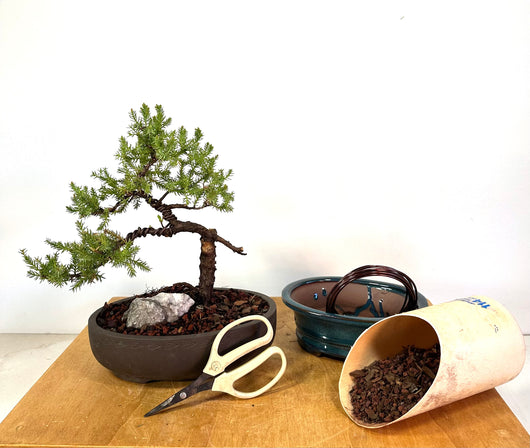 April 26th 2025 Bonsai Workshop on Japanese Juniper