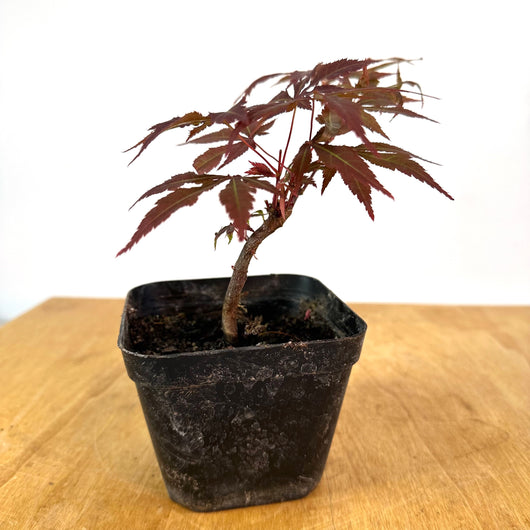 Japanese Red Maple 4 In Pot