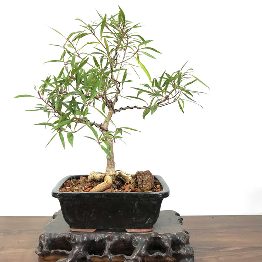 Willow Leaf Ficus (Ficus nerifolia) Bonsai