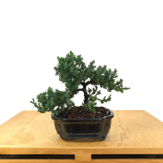 Japanese Juniper (Juniperus procumbens)Bonsai