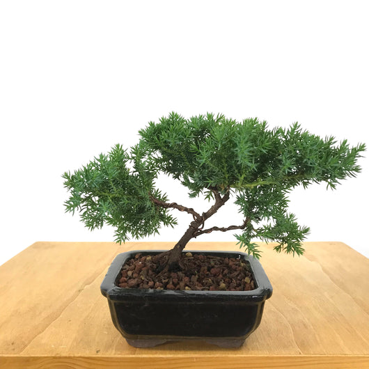 Japanese Juniper (Juniperus procumbens) Bonsai