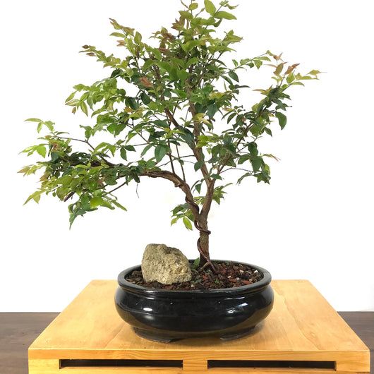 Jaboticaba (Plinia cauliflora) Bonsai