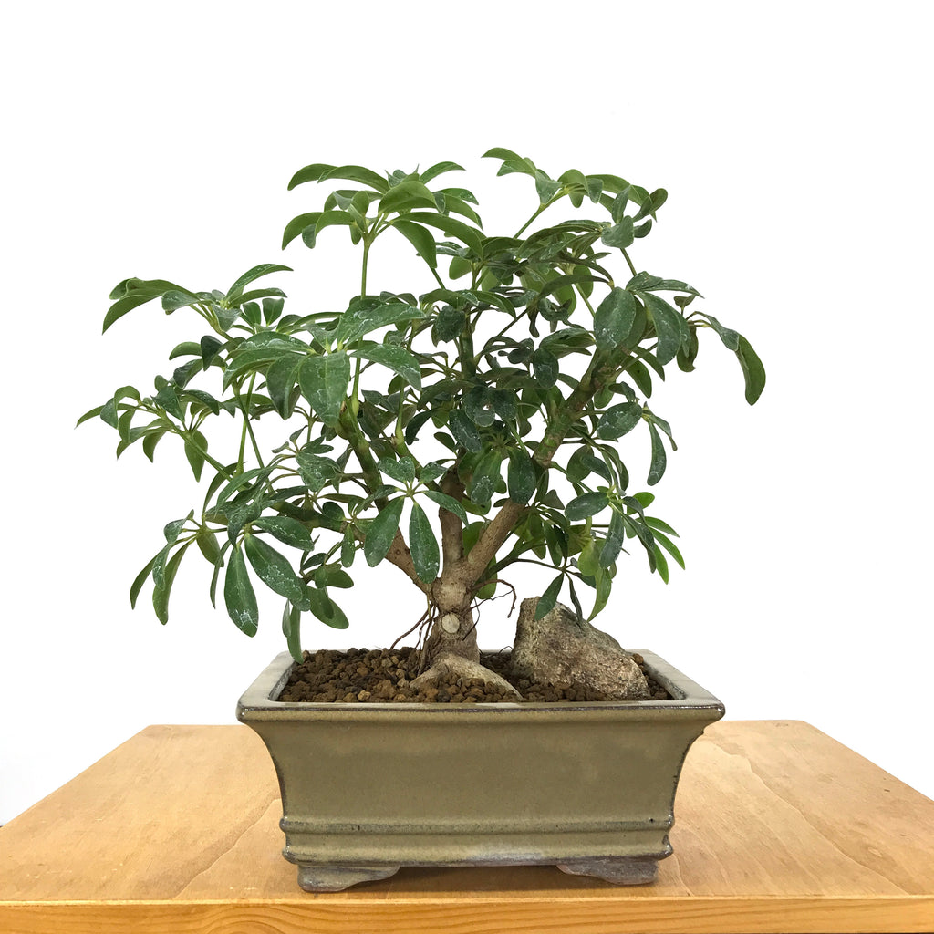 Schefflera Bonsai &ndash; Allshapes Bonsai