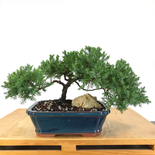 Procumbens Juniper Bonsai