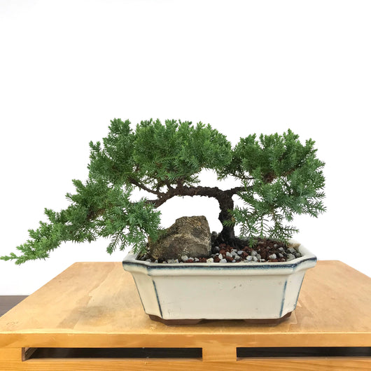 Procumbens Juniper Bonsai