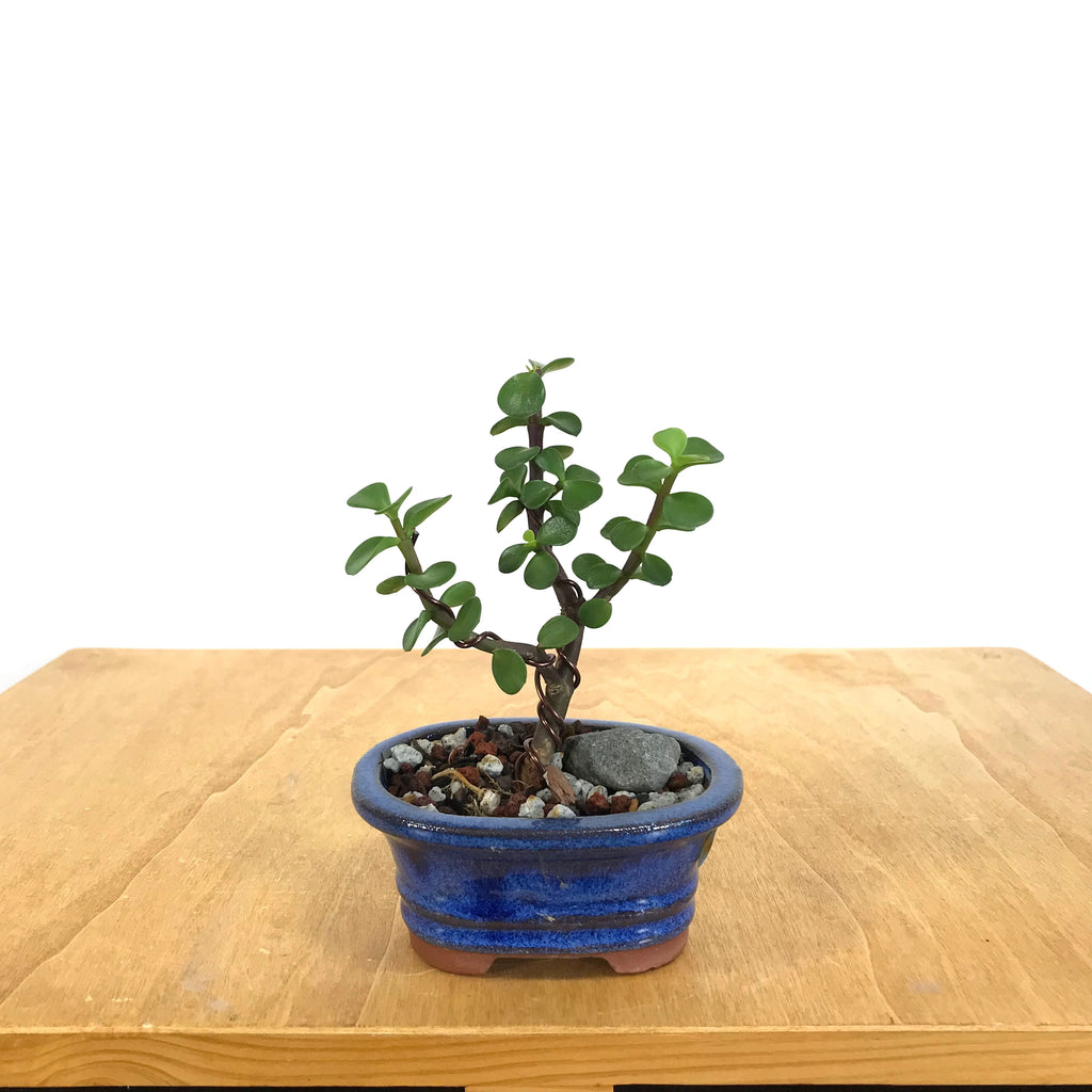 Portulacaria Afta (Elephant Bush) Bonsai – Allshapes Bonsai