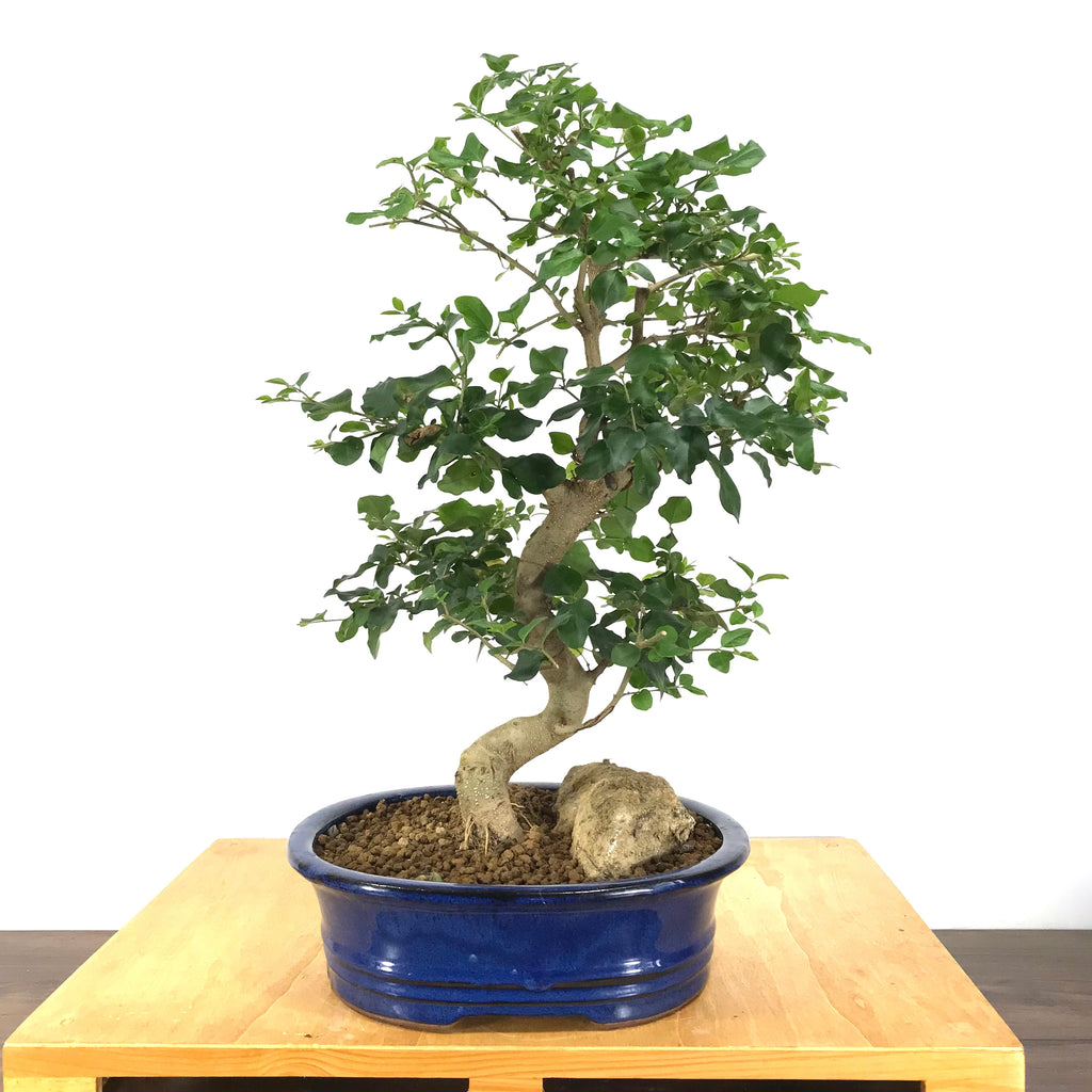Privet (Ligustrum sp.) Bonsai – Allshapes Bonsai