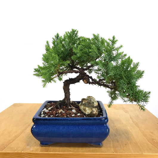 Procumbens Juniper Bonsai
