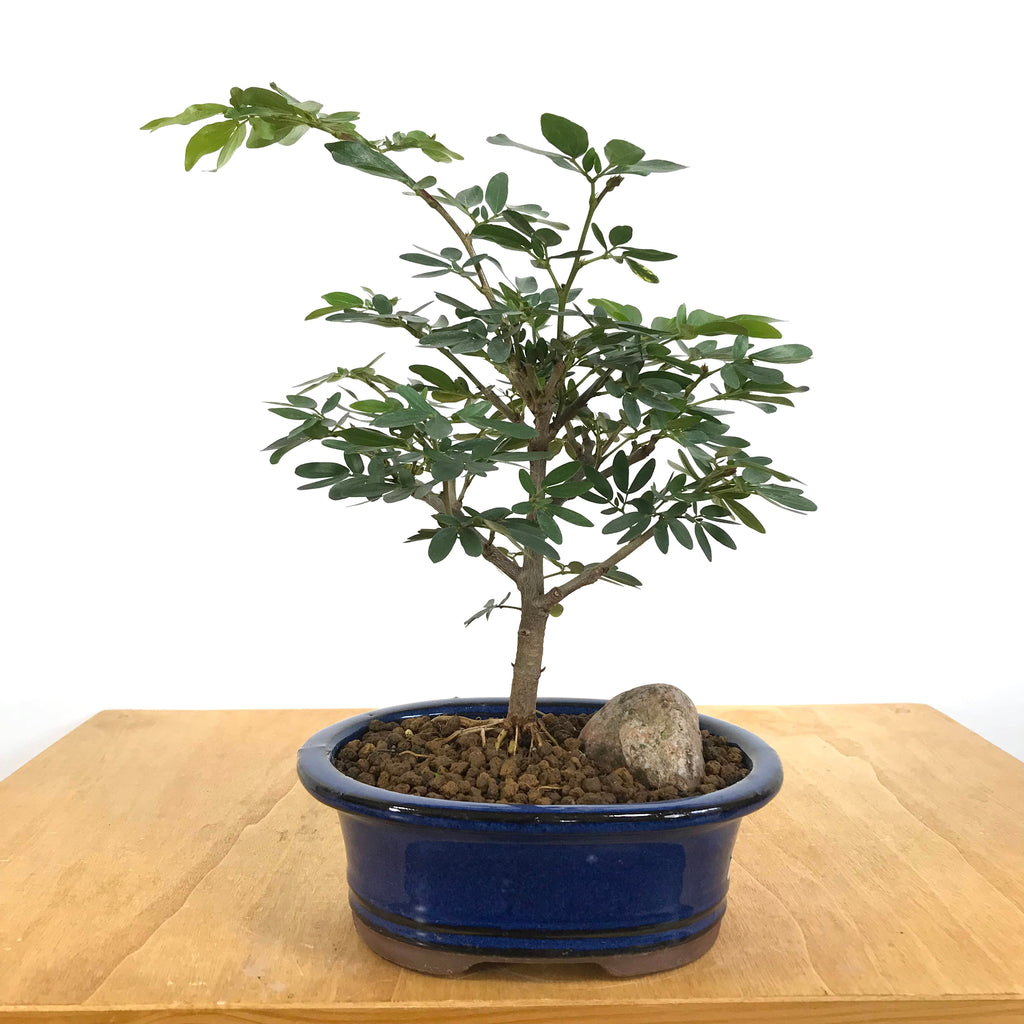 Pink Powderpuff (Calliandra schultzii) Bonsai – Allshapes Bonsai