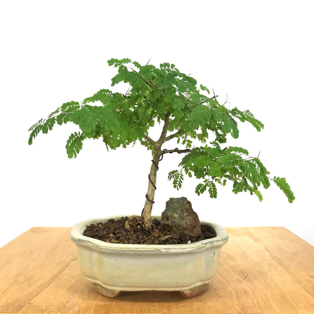 brazilian rain tree pre bonsai for sale Brazilian Rain Tree (Pithecellobium tortum) Bonsai – Allshapes Bonsai