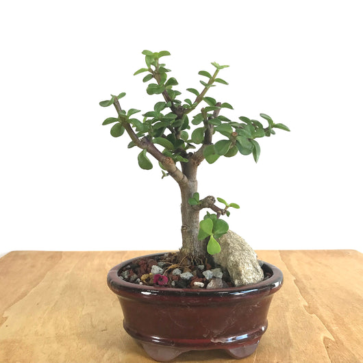 Mini Jade (Portulacaria afra) Bonsai