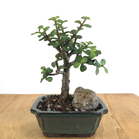 Mini Jade (Portulacaria afra) Bonsai