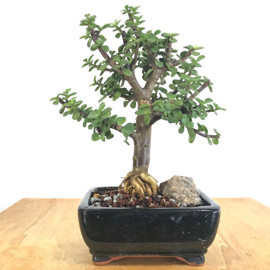 Mini Jade (Portulacaria afra) Bonsai