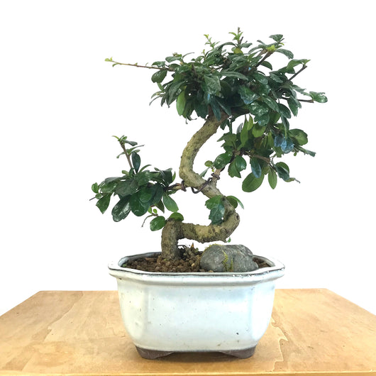 Fukien Tea Bonsai (Carmona retusa)