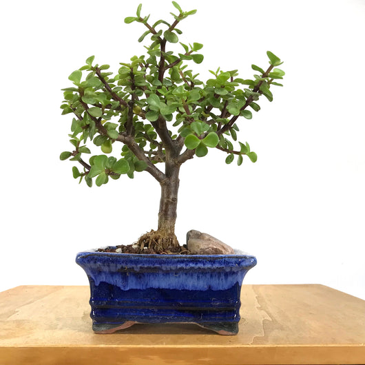 Mini Jade (Portulacaria afra)