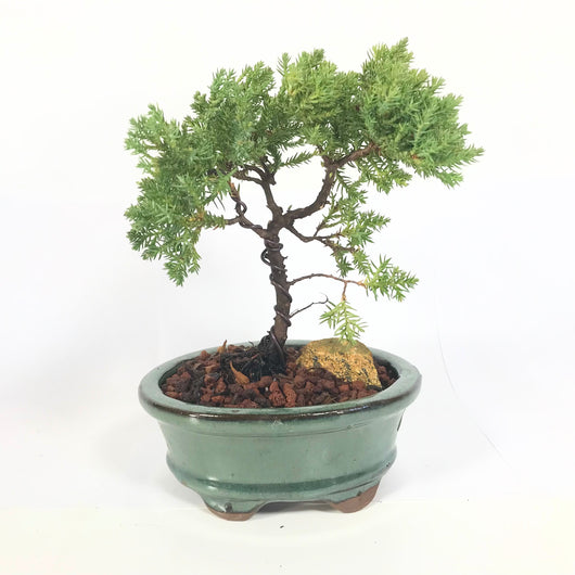 Juniper Procumbens-nana Bonsai