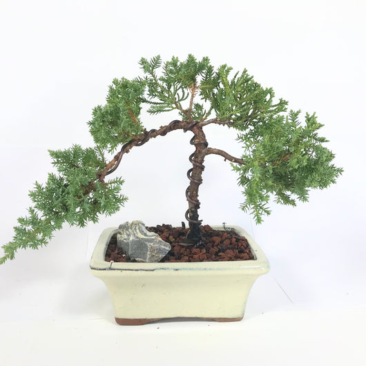Juniper procumbens-nana Bonsai