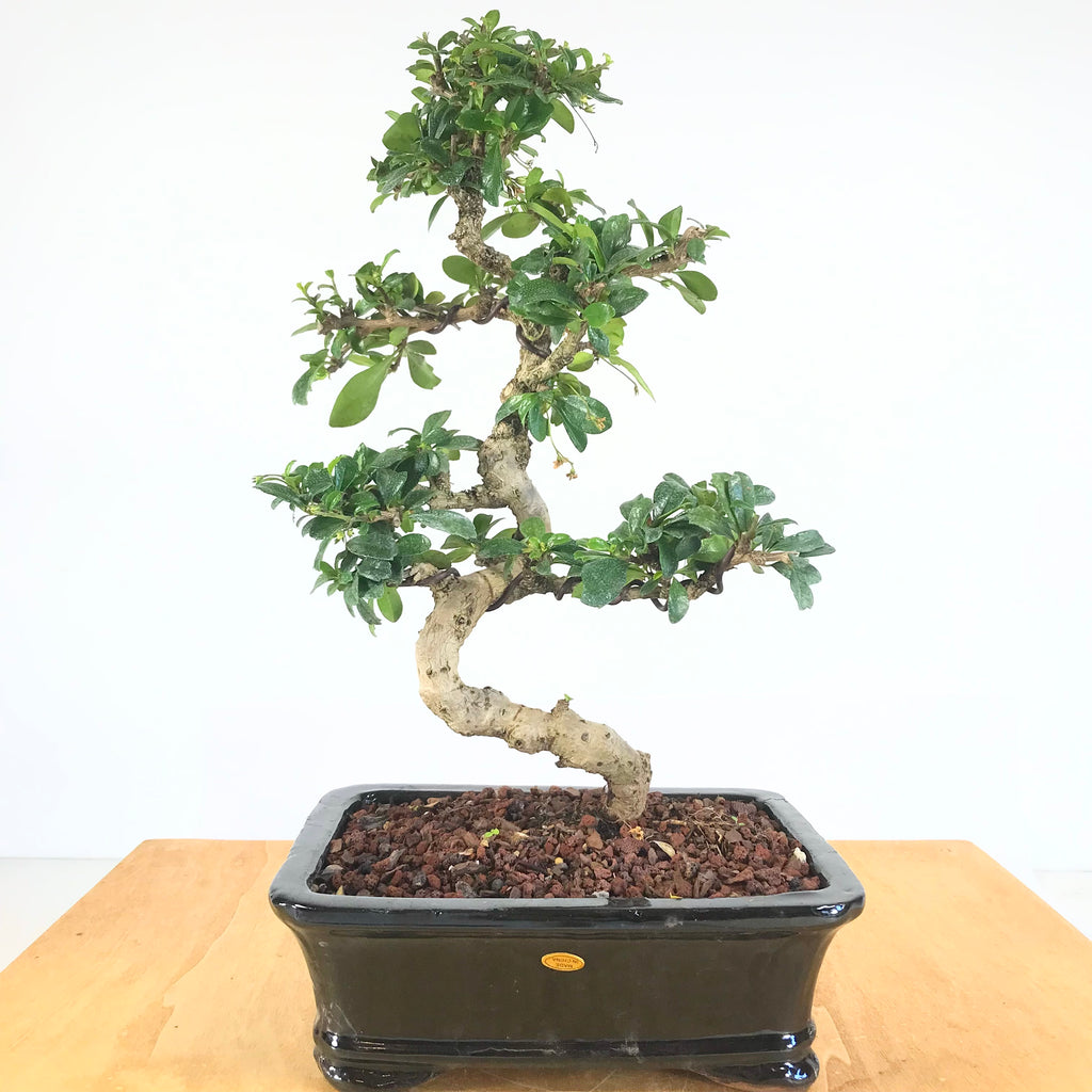 Fukien Tea (carmona Retusa) Bonsai – Allshapes Bonsai