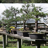 March 22, 2025 Bonsai Maintenance Workshop