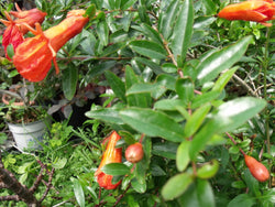 Dwarf Pomegranate-6 in Pot