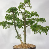 March 14th 2026 Brazilian Rain Tree Workshop