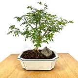 March 14th 2026 Brazilian Rain Tree Workshop