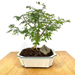 March 14th 2026 Brazilian Rain Tree Workshop