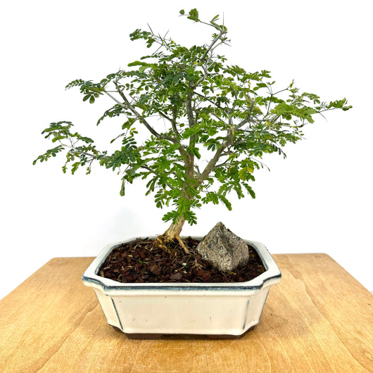 March 14th 2026 Brazilian Rain Tree Workshop