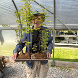 March 28th, 2026 Bonsai Maintenance Workshop