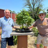 March 28th, 2026 Bonsai Maintenance Workshop