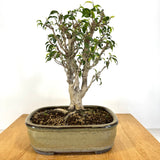Ficus 'Too Little' Bonsai