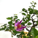 Lavender Star Bonsai