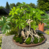 March 8, 2025 Workshop "Making Root Over Rock Bonsai with Arboracola"