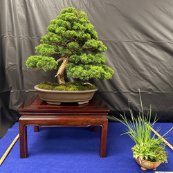 April 11th 2026 Juniper Shimpaku bonsai Workshop