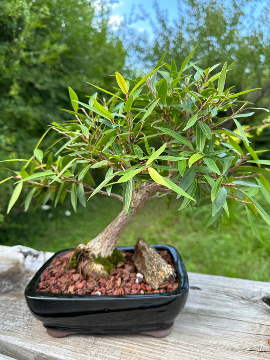 Ficus Nerifolia (Willow Leaf) Bonsai