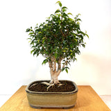 Ficus 'Too Little' Bonsai