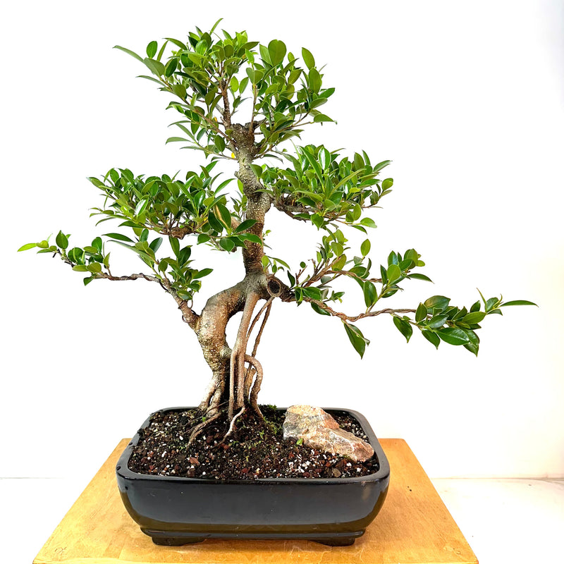 elm bonsai tree Winged Elm Specimen Bonsai main image 1