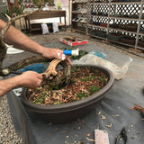 March 22, 2025 Bonsai Maintenance Workshop