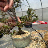 March 28th, 2026 Bonsai Maintenance Workshop