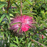 Powderpuff (calliandra brevipes) 6" Pot