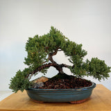 April 25th, 2026 Japanese Juniper Workshop