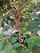 January 25th 2025 Jaboticaba Bonsai