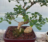 February 22, 2025 "Making Bonsai with Chinese Privet"