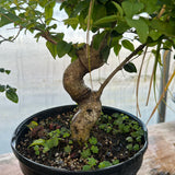 February 22, 2025 "Making Bonsai with Chinese Privet"