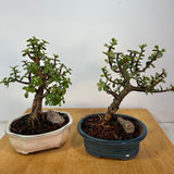 February 22, 2025 "Making Bonsai with Dwarf Jade"