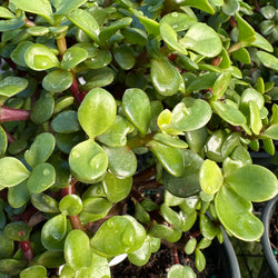 February 7th, 2026 Bonsai with Portulacaria.
