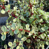 February 7th, 2026 Bonsai with Portulacaria.