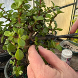 February 22, 2025 "Making Bonsai with Dwarf Jade"